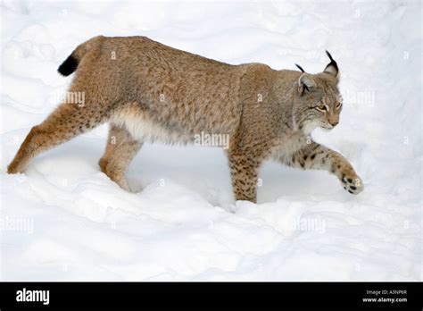 European Lynx Stock Photo - Alamy