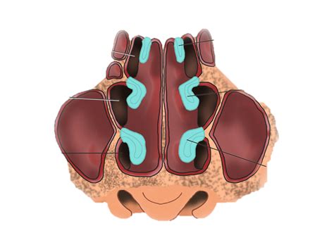 Nose Diagram Quizlet