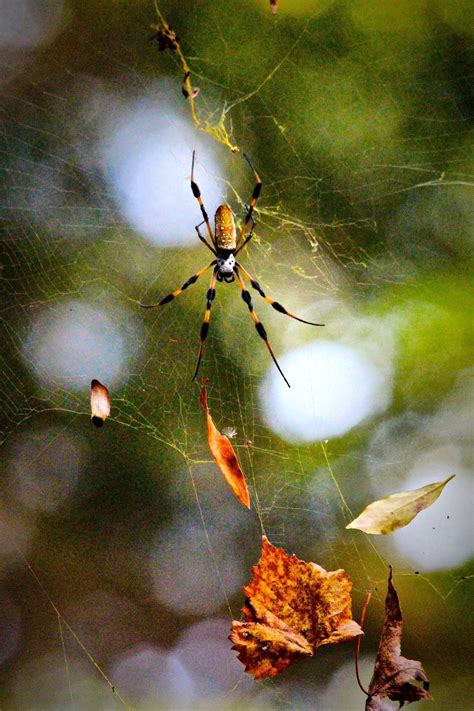 What Are South Carolina Banana Spiders 3 Things To Know Hilton Head