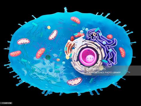 Illustration Of A Human Cell Crosssection High Res Vector Graphic