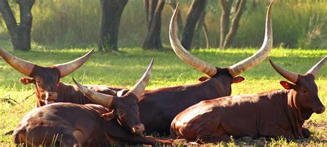 Watusi Steer Hunting in Texas | Covered S Ranch