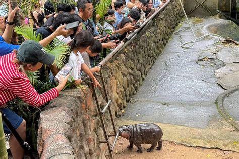 Who Is Moo Deng The Viral Pygmy Baby Hippo Whos Amassed A Legion Of