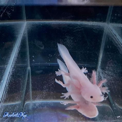 Leucistic Axolotl - Axolotls NYC