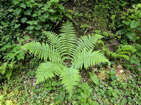 Dryopteris Filix Mas Dryopt Ris Foug Re M Le Male Fern Flickr