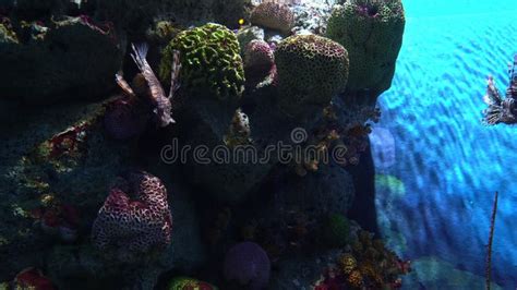 Pterois Volitans Lionfish Hiding In Multicolor Corals And Floating