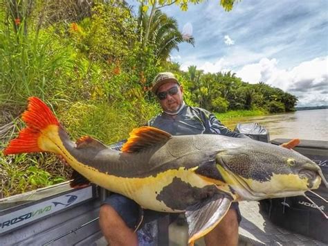 Pescador Fisga Pirarara De Metros E Quilos No Rio Madeira Uma