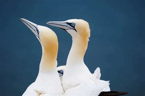 Northern Gannet Facts Critterfacts