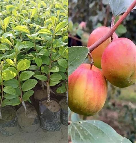 Oxiflora Red Sundari Ber Jujube Grafted Hybrid Healthy Live Red