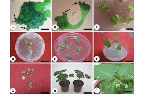 In Vitro Multiplication Of S Aculeatissimum Via Direct Shoot