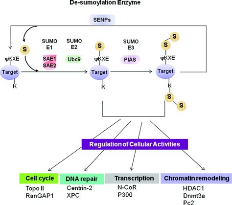 Sumoylation And Regulation Of Cardiac Gene Expression Circulation