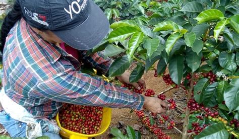 Cosecha Cafetera En El Valle Del Cauca Federación Nacional De