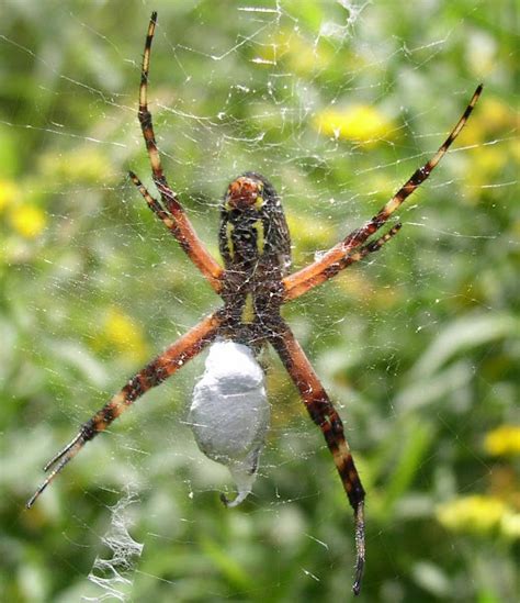 Black And Yellow Argiope Female Project Noah