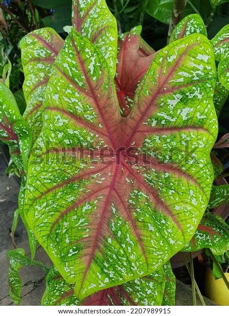 Big Leaf Tropical Outdoor Plants Stock Photo 2207989915 | Shutterstock