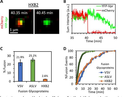 Figure 1 From An Improved Labeling Strategy Enables Automated Detection Of Single Virus Fusion