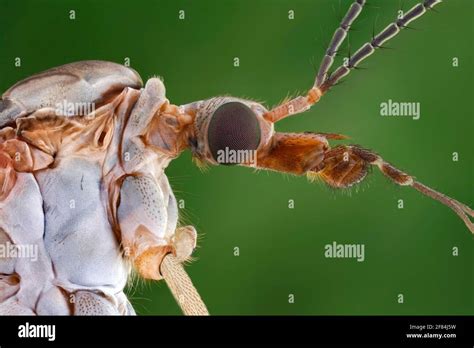 Cabeza Y Tórax De Una Grúa Europea Tipula Paludosa En Vista Lateral Fotografía De Stock Alamy