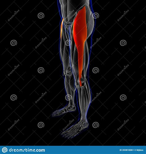 Anatomie De Muscle De Latae Fasces Tenseur Pour Lillustration Médicale Du Concept 3d