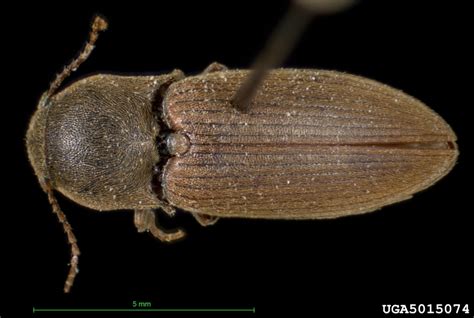 Wireworms (soybean) - Bugwoodwiki