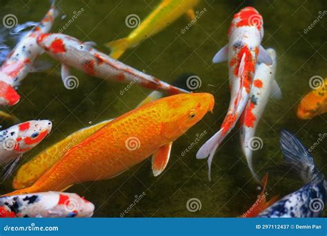 Goldfish in the pond stock image. Image of wealth, asia - 297112437