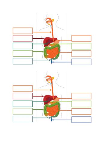 Aqa Gcse Biology Digestive System Teaching Resources