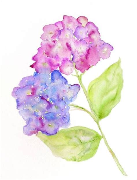 Stunning Hydrangea Watercolor Painting Reproductions For Sale On Fine