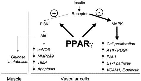 Peroxisome Proliferator Activated Receptors And Atherogenesis Circulation Research