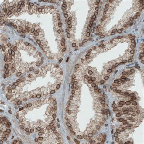 Emerin Antibody (MA5-31328)