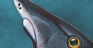 Fossil of Helicoprion Reveals Secrets of Circular-saw like Teeth