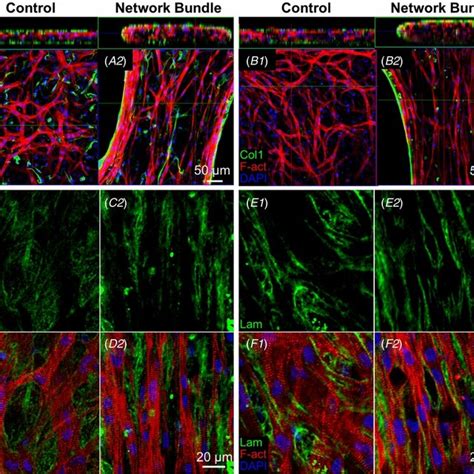 Distribution Of Cells And Extracellular Matrix In Engineered Cardiac