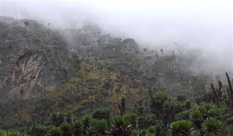 Hiking Rwenzori Mountains | Rwenzori Mountains Climbing