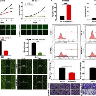 Depletion Of HADHA Results In Impaired Cell Viability And Migration In