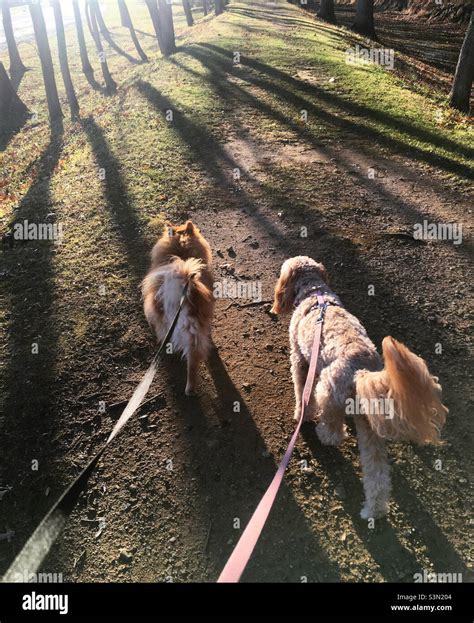 Best Friends Two Dogs Walking On Leashes At A Park Outside Friendship