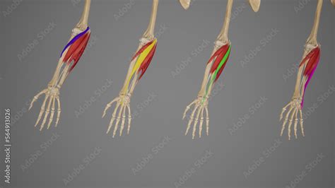 Superficial Flexor Muscles of Forearm-Individuals Stock Illustration ...