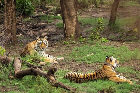 Wild Bengal Tigers Or A Mating Pair With Radio Collared In Naural Green Trees Background After