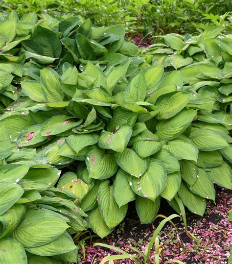 Hosta Gold Standard Gold Standard Plantain Lily From Prides Corner Farms