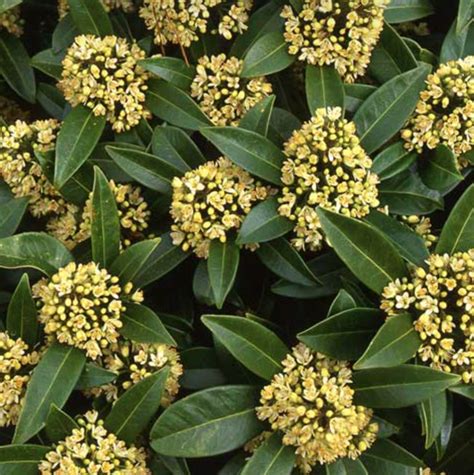 Skimmia Kew Green Caragh Nurseries