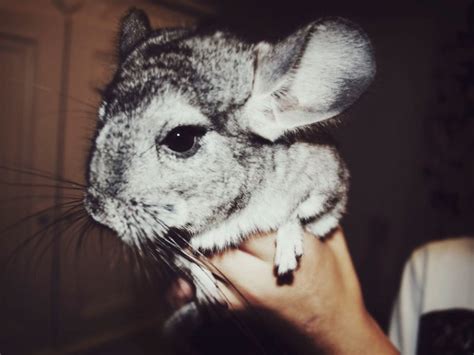 Millennial Magazine - chinchilla breeds | Millennial Magazine