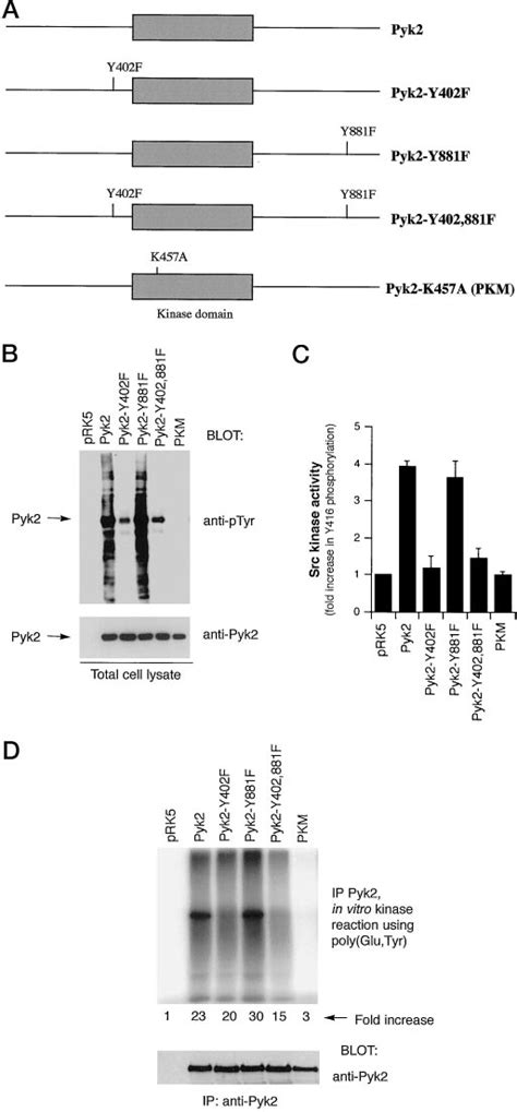 Characterization Of Pyk2 Mutants A Schematic Diagram Of Different