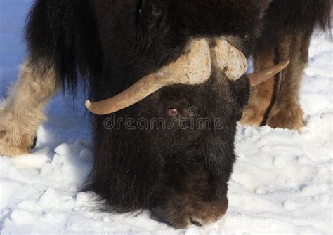 Zoo Animals, Moscow, Russia Stock Image - Image of animals, musk: 68451245