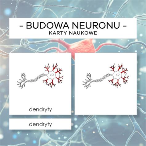 Budowa neuronu karty naukowe 9 szt Materiały Montessori karty