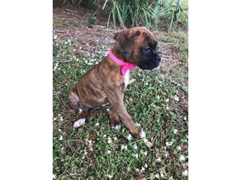 Akc boxer puppies $1100 male and females available Fort Myers - Puppies ...