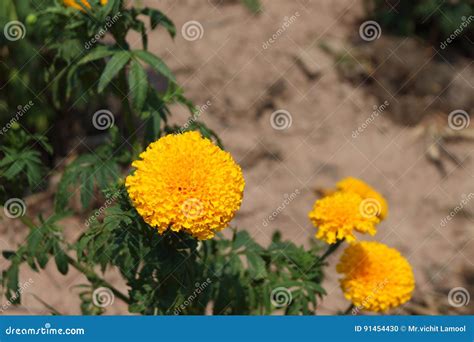 Yellow Marigolds are in the Garden. Stock Photo - Image of blossom ...