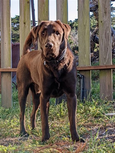 2022 Oso Standing Use This Monterey Bay Lab Rescue