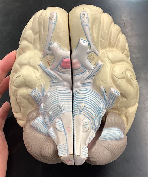 Whole Brain Anatomy Diagram Quizlet