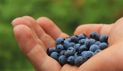 Gesunde Blaubeeren Heidelbeeren