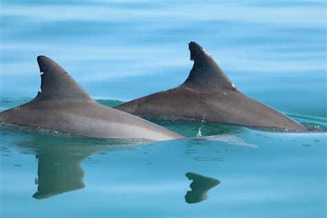 New Study By Georgetown Scientists Shows Dolphin Personality Stable For