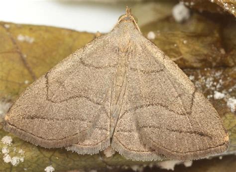 Zanclognatha Pedipilalis BugGuide Net