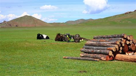 Animals grazing on grassland, mongolia - HD stock footage clip