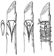 bud-grafting.jpg+1 (image)