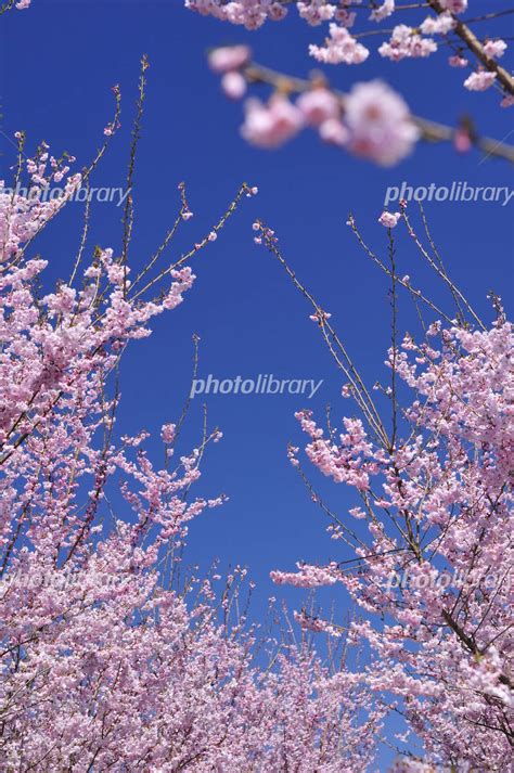 青空と八重桜 写真素材 1274468 無料 フォトライブラリー Photolibrary