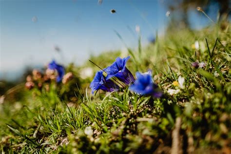 Leichte Almwanderungen In Den Chiemgauer Alpen Almen Im Chiemgau